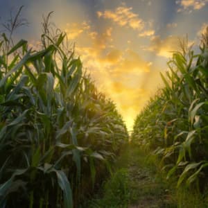 Agriculture